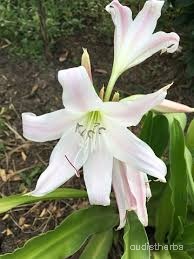 Crinum latifolium flower4.jpg